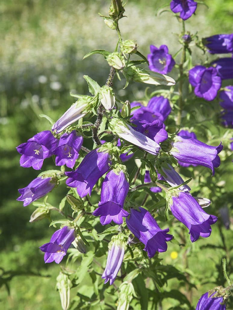 Gartengestaltung Herzog GmbH